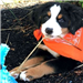 A bernese mountain dog puppy wearing an orange bandana with a poop bag by his paws. 