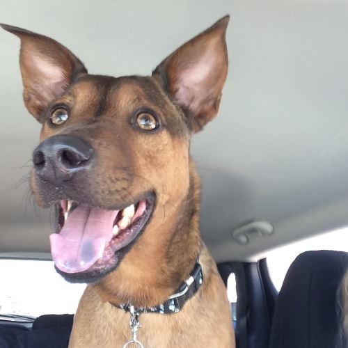 A brown dog pictured, panting slightly with ears pointed upward 