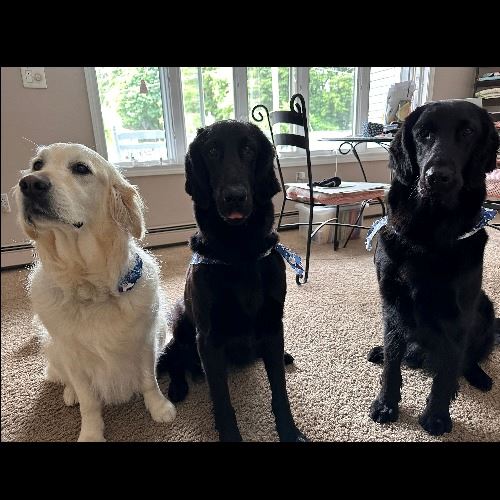 Savannah, Piper and Maisie