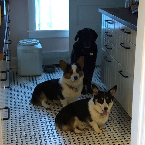 Rosie, Milo and Mollybean