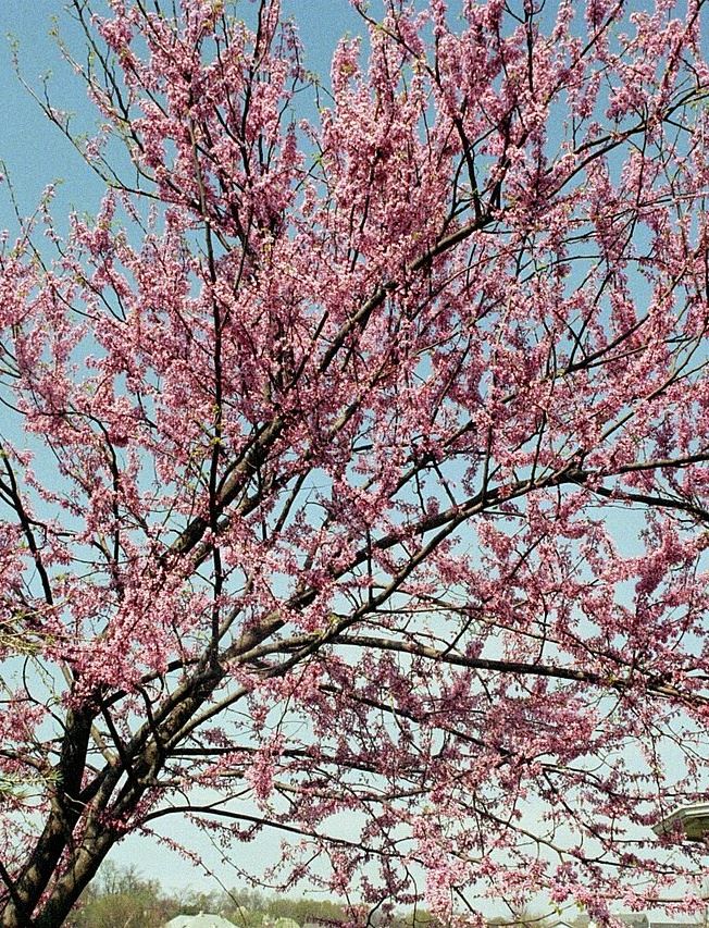 American_Eastern_Redbud_Tree_(Cercis_canadensis)_cropped