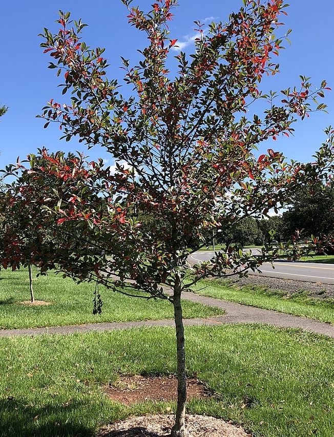 Black tupelo_cropped