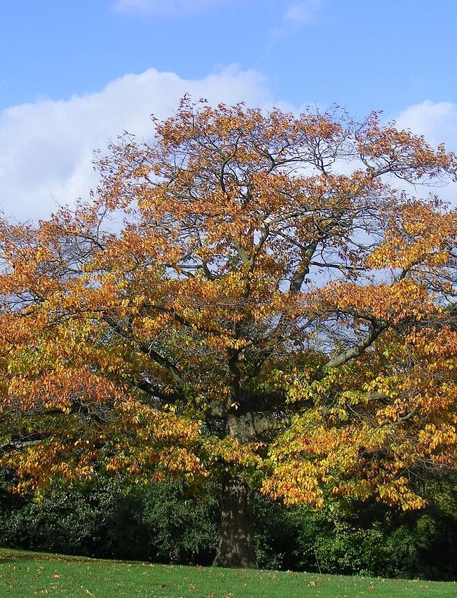 Red Oak_cropped