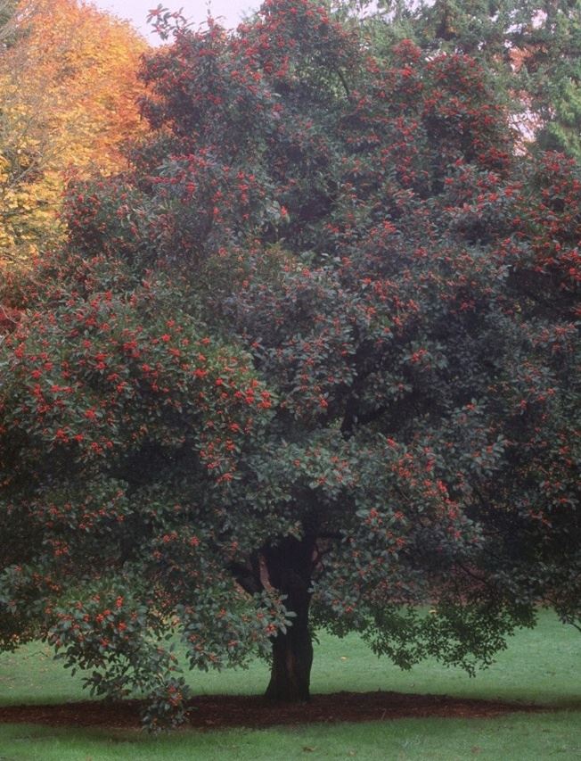 Washington Hawthorn_cropped